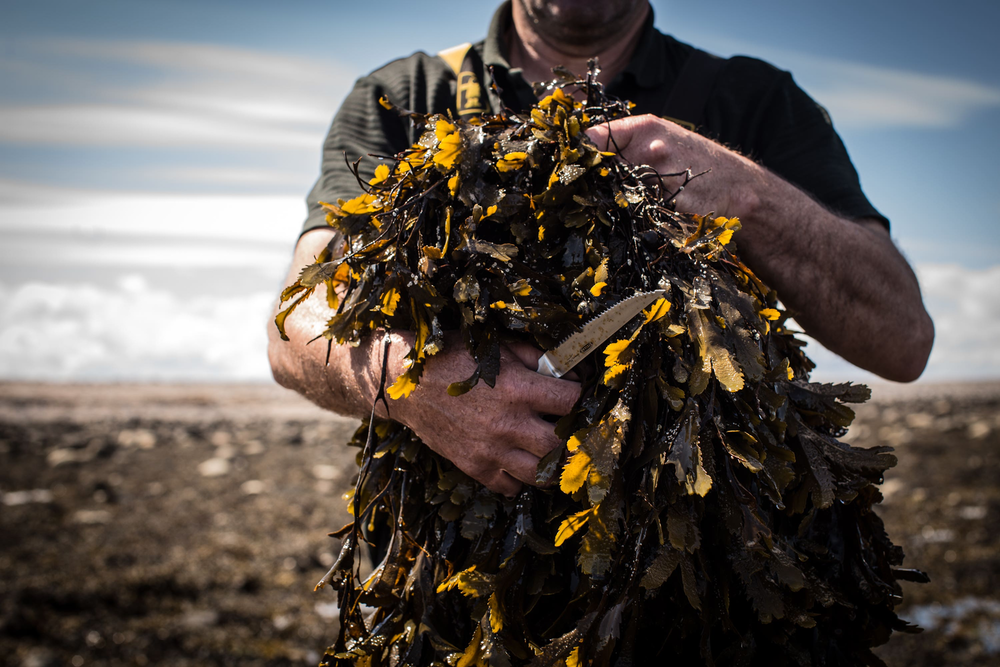 Wellness tips
bath with seaweed 