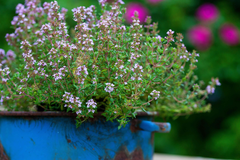 Bees will enjoy a pot of thyme (Alamy/PA)