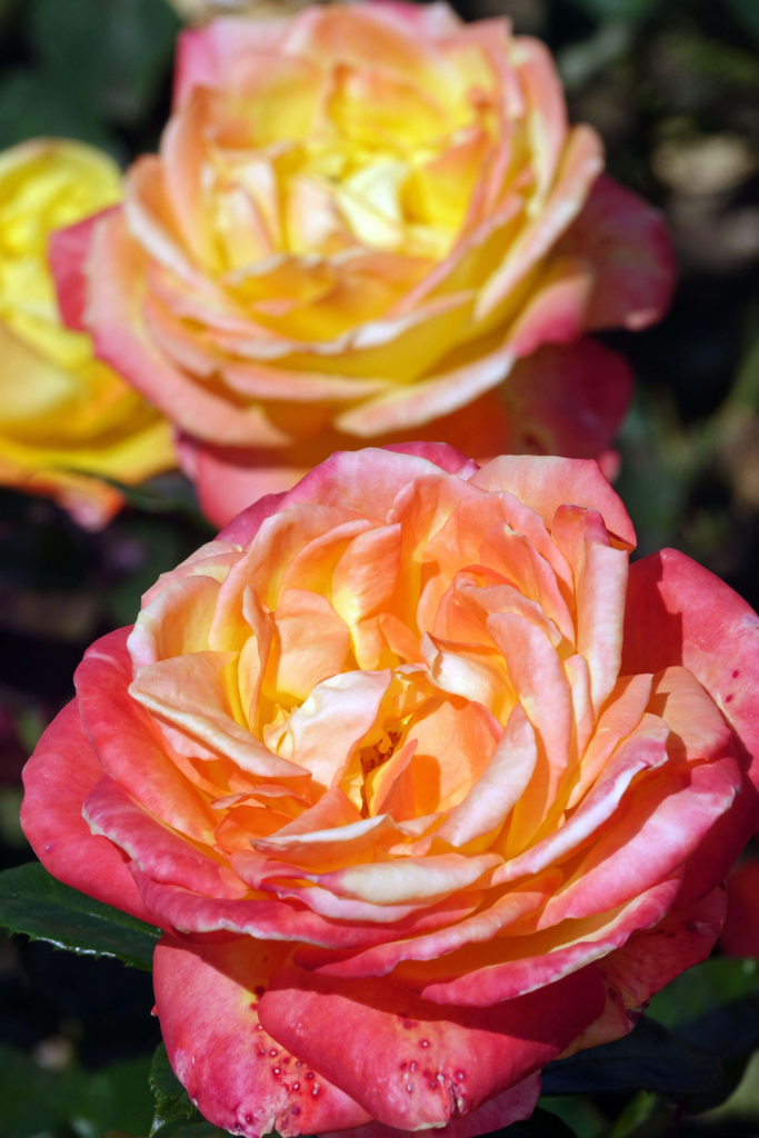 Avoid double varieties
Hybrid plants with blousy blooms can be tricky for bees (Alamy/PA)