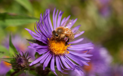 How to attract more bees to your garden