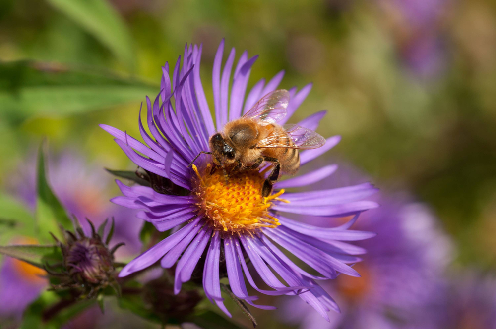 attract more bees to your garden