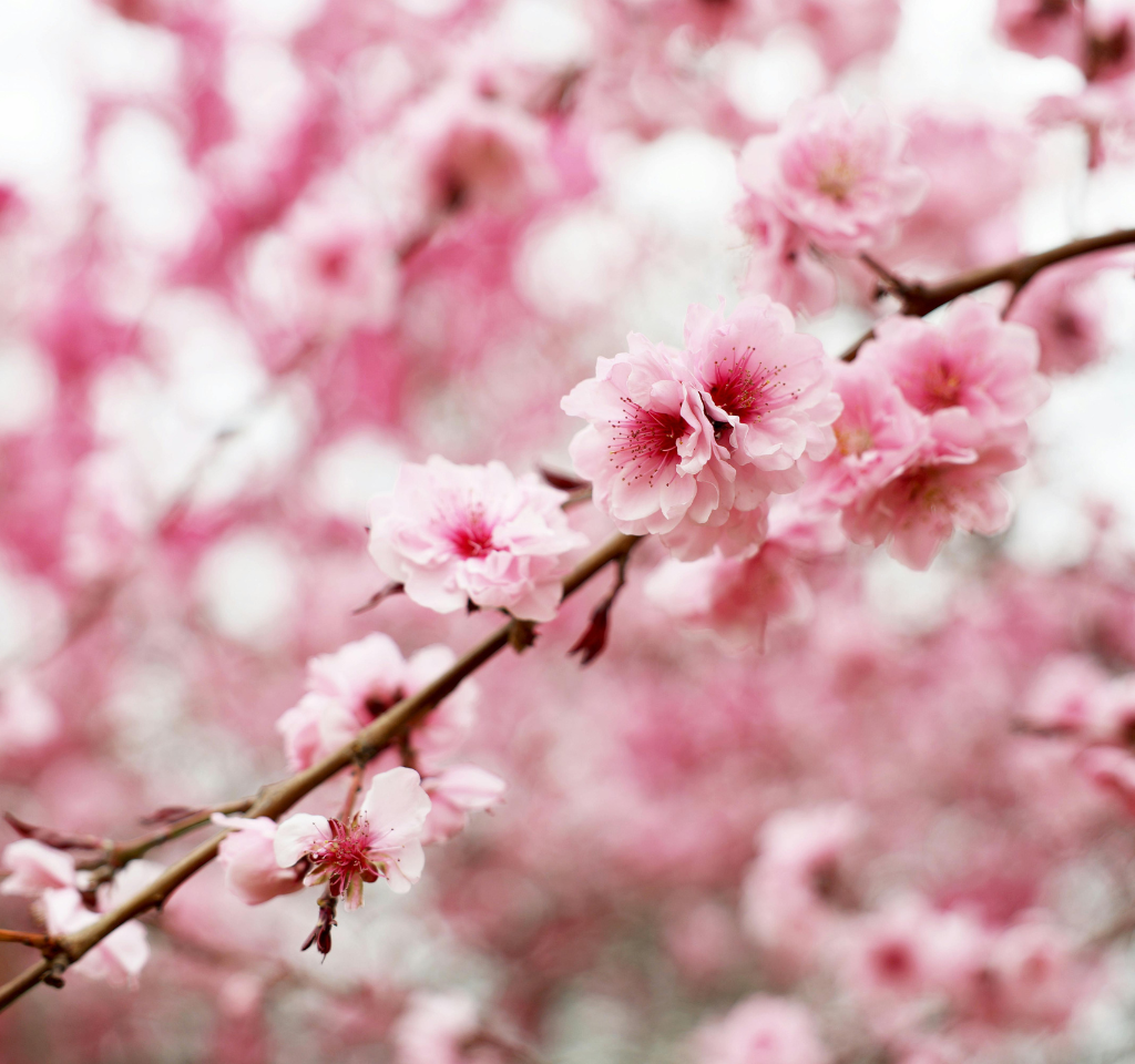 Aries Season Energy- cherry blossoms 