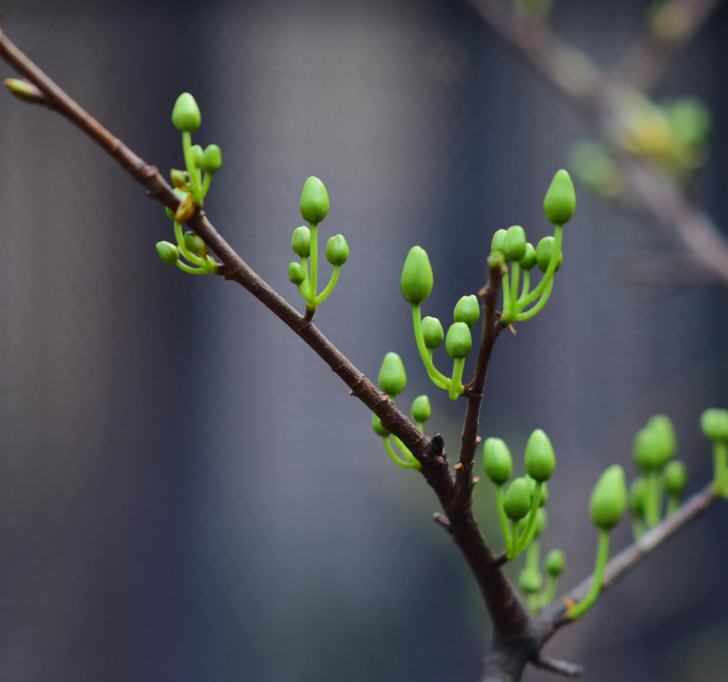 spring
